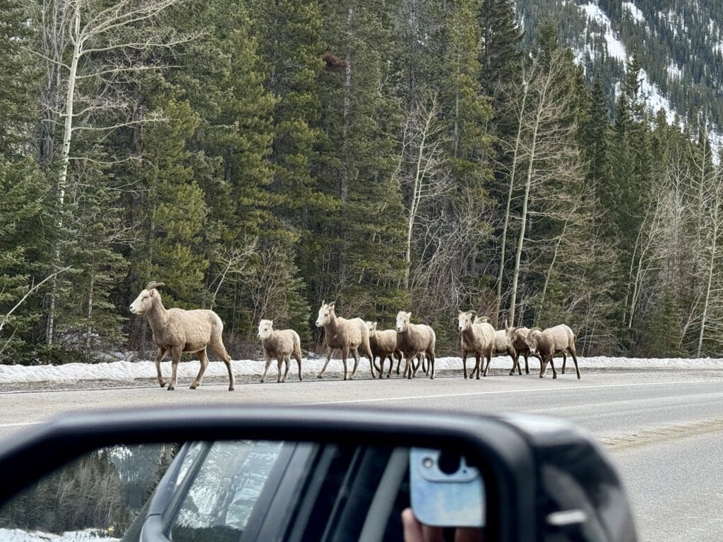A group of Bighorn Sheep running along the road to Upper Kananaskis Lake