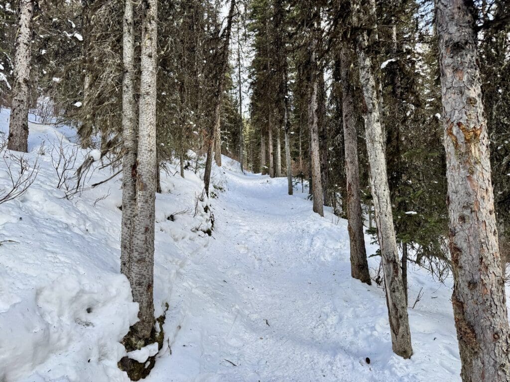 A steady incline Rawson Lake Trail, one of the best hikes in Kananaskis Country, with packed snow and trees on both sides 