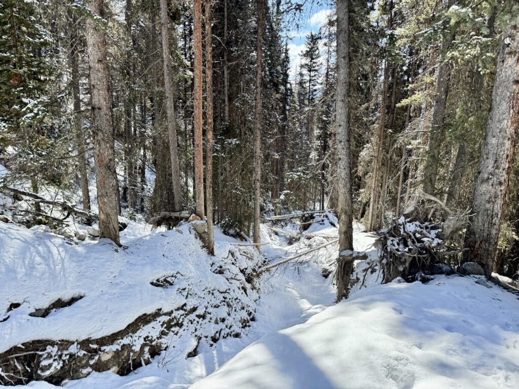 A frozen creek winding through the forest along the early section of the Castle Lookout Trail in Banff, with snow layering the rocks and tree roots.