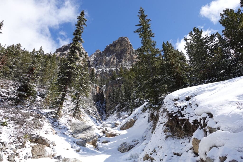 Snow-covered valley with rugged rock formations and dense pine forest on the Castle Lookout Trail in Banff National Park, with towering cliffs in the background under a clear blue sky.