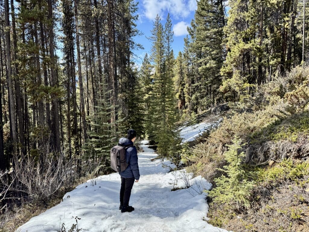 Hiker standing on a snow-covered section of the Castle Lookout Trail surrounded by dense evergreen forest, descending gradually under blue skies in Banff National Park.