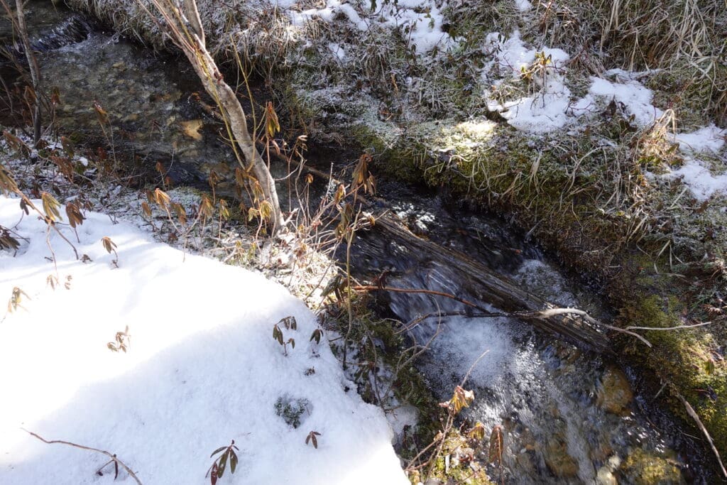 Small, clear stream flowing beside snow-covered ground and frosty plants near the Castle Lookout trailhead in Banff National Park, with sunlight glinting off the water.