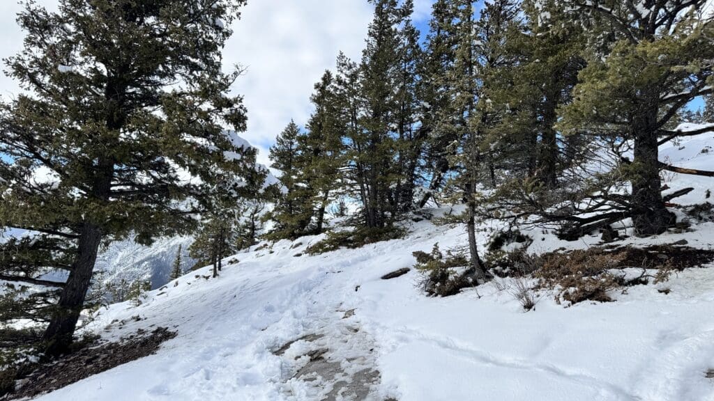 A snow-covered mountain trail winding through evergreen trees on the final stretch to Tunnel Mountain Summit in Banff National Park, with hints of rugged terrain peeking through the melting snow.