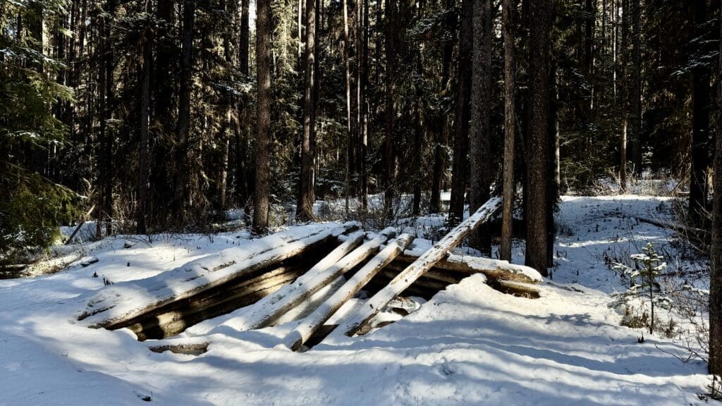 Snow-covered wooden structure resembling a collapsed cabin or shelter, surrounded by dense evergreen forest along the Castle Lookout Trail in Banff National Park.