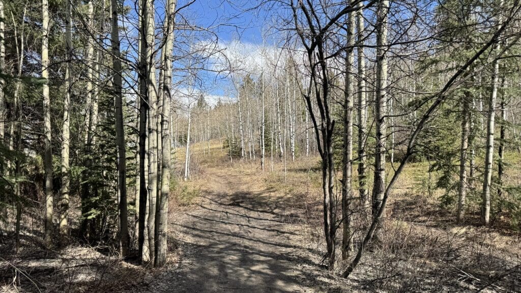 Peaceful dirt trail meandering through a grove of slender aspen and evergreen trees at Benchlands Ridge in Canmore, Alberta, on a sunny spring afternoon.