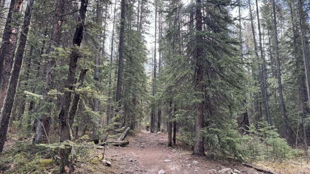 Mountain biker riding through a dense forest trail in Horseshoe Loop, surrounded by towering evergreen trees in Canmore, Alberta.