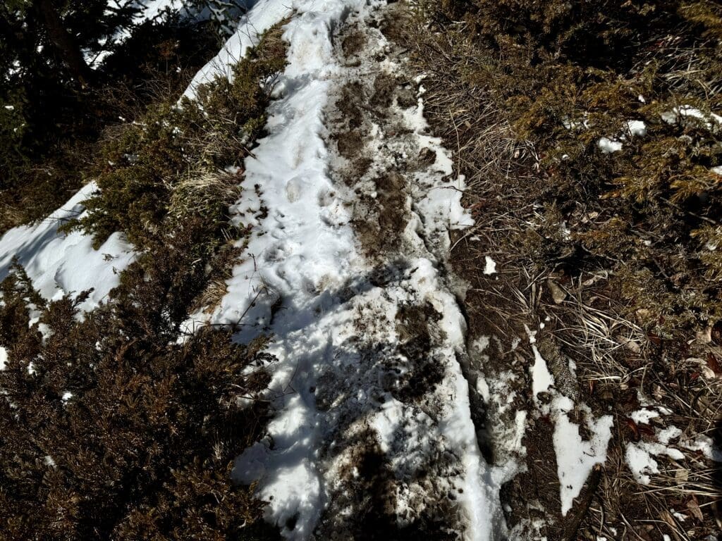 Muddy and slushy road condition on Castle Lookout Trail in Banff National Park.