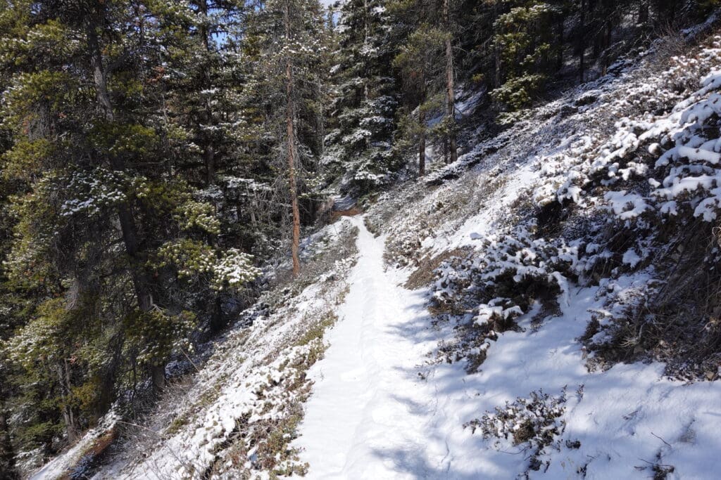 A narrow, snow-packed path along the Castle Lookout Trail in Banff, weaving through dense pine trees with light snow coating the landscape.