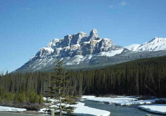 Snow-capped Castle Mountain in Banff National Park, rising majestically above a dense forest of evergreen trees with a partially frozen river in the foreground under a clear blue sky.