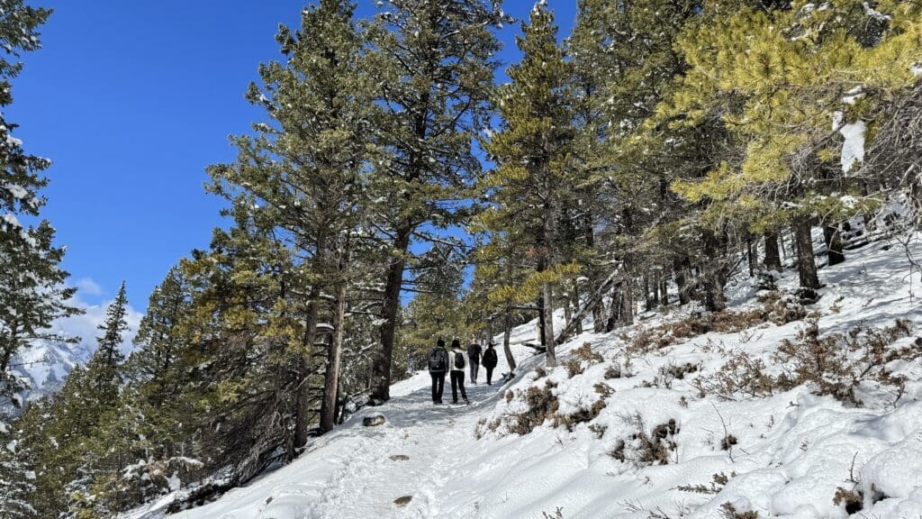 Snow-covered hiking trail leading up a continuous slope through dense pine forest on Tunnel Mountain Trail in Banff, Alberta, with a group of hikers heading toward the summit under a clear blue sky.