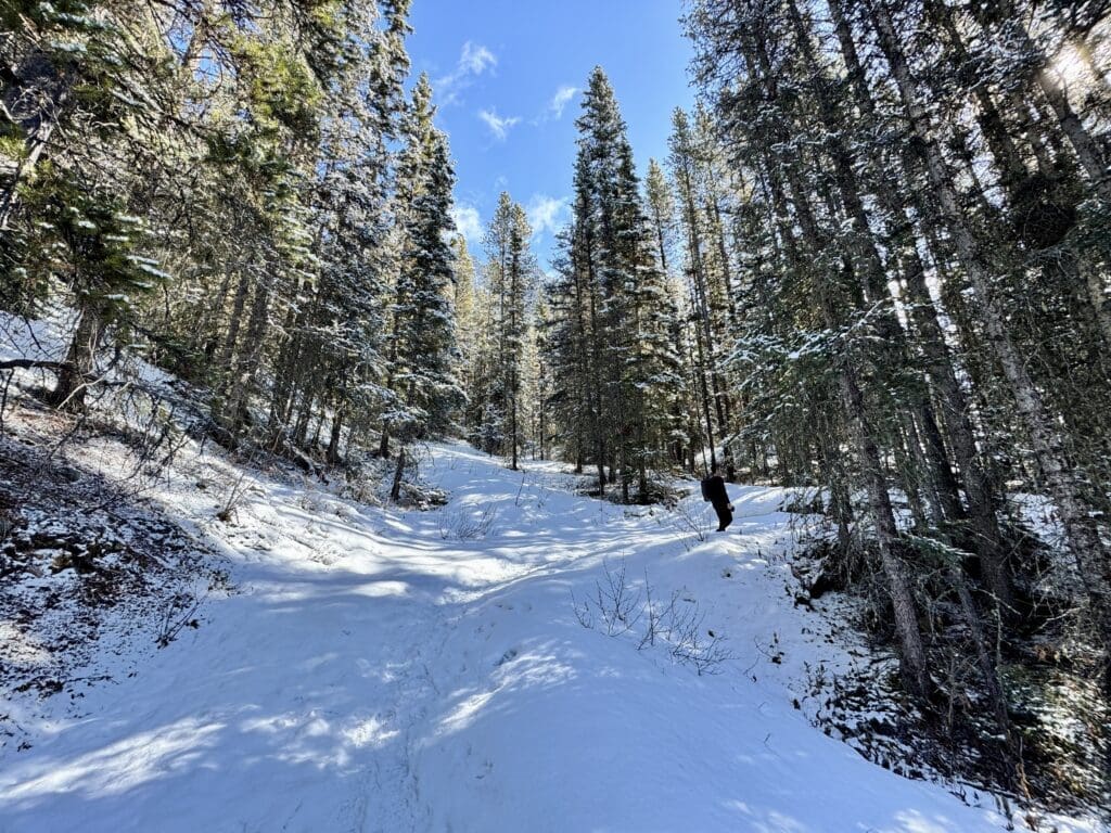 Steady upward slope along the Castle Lookout Trail in Banff National Park, surrounded by tall evergreen trees and snow-covered ground under a bright blue sky.