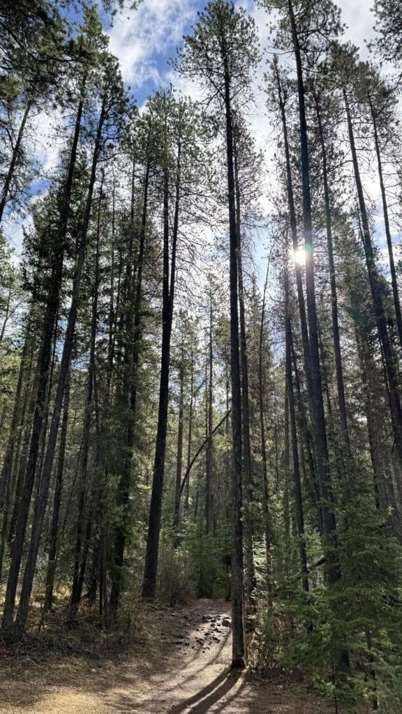 Sunlight filtering through tall pine trees along a tranquil forest trail at Horseshoe Loop in Canmore, Alberta, with scattered rocks on the dirt path.