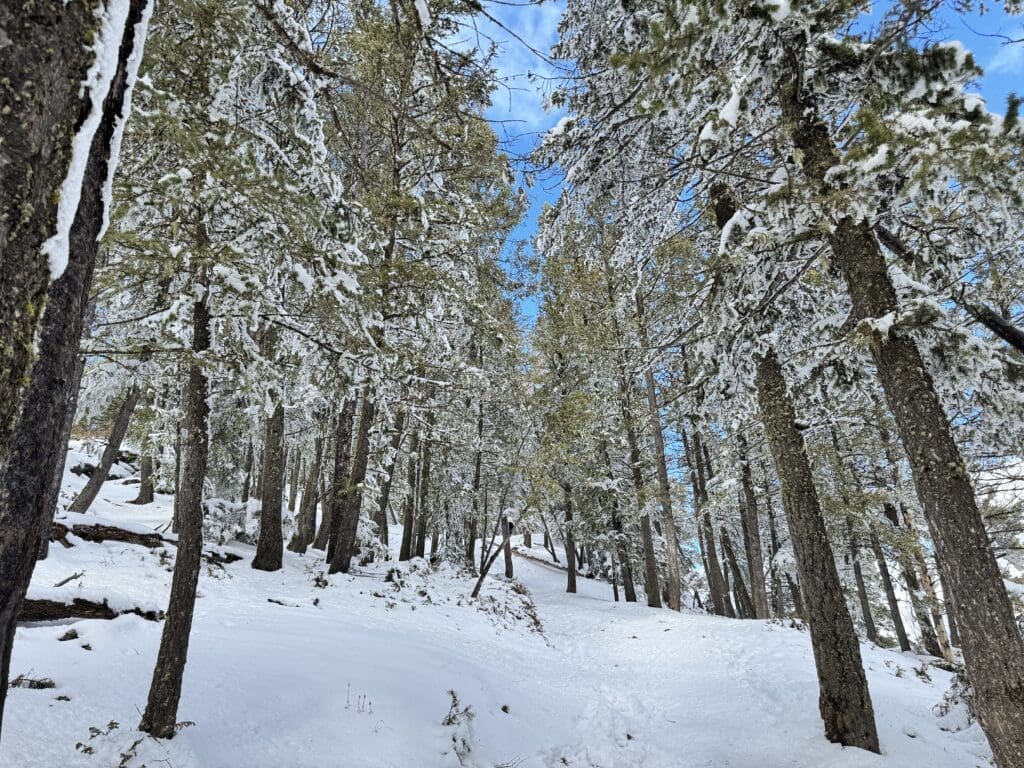 Snow-dusted evergreen trees lining both sides of a winding trail on Tunnel Mountain in Banff National Park, with a bright blue sky peeking through the forest canopy in winter.