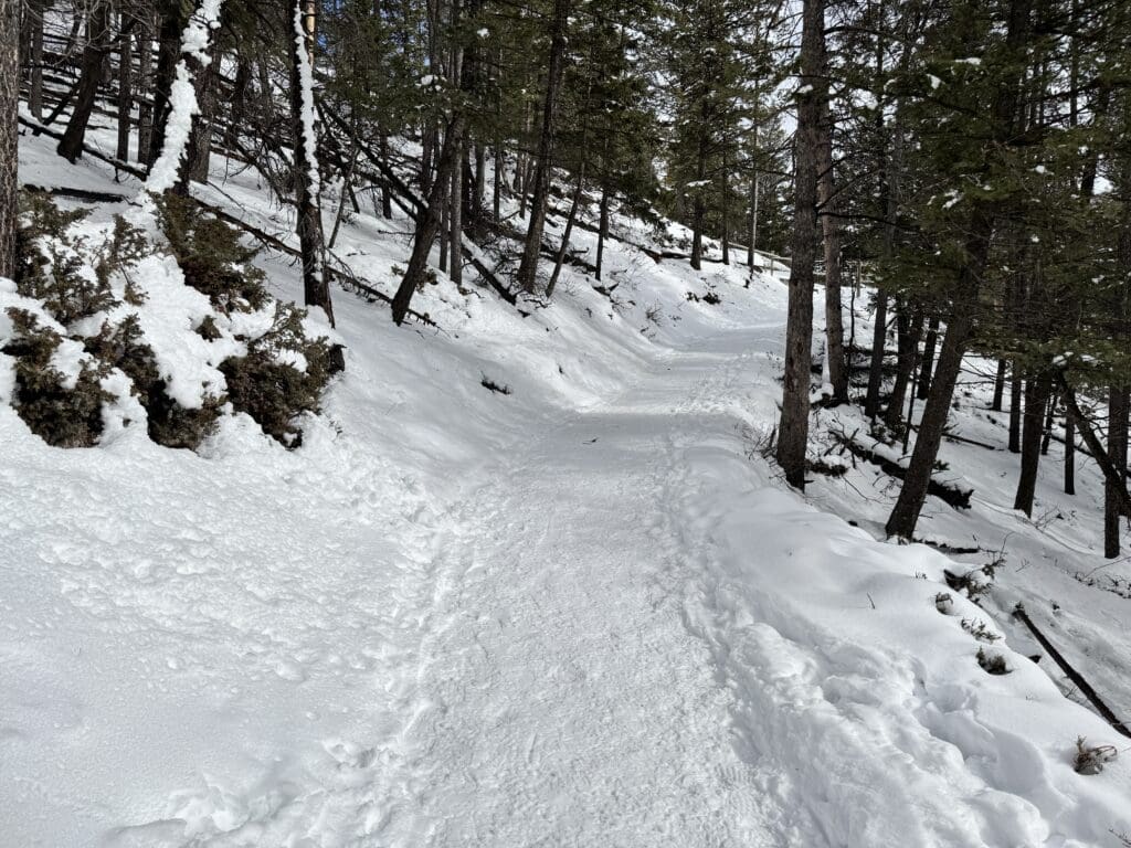 Well-packed snow on the Tunnel Mountain Trail in Banff, surrounded by evergreen trees, indicating a compact and walkable winter trail section.