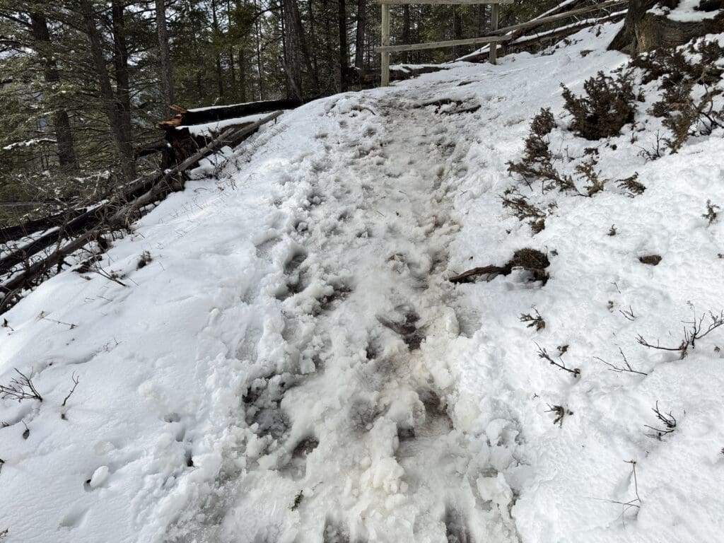 Muddy and slushy section of the Tunnel Mountain Trail in Banff, showing snow melting into a slippery, uneven path surrounded by trees and winter vegetation.