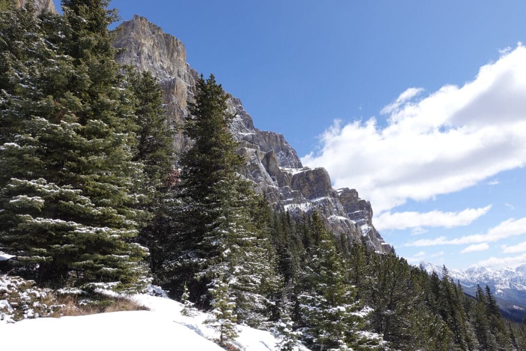 Side profile of Castle Mountain in Banff National Park, Alberta, with snow-dusted evergreen trees in the foreground and layered limestone cliffs rising under a bright blue sky.