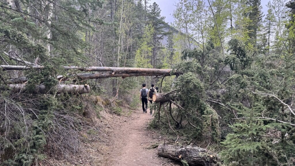 Hikers walk along the Heart Creek Bunker trailhead in Canmore, Alberta lined with dense greenery, passing under a large fallen tree
