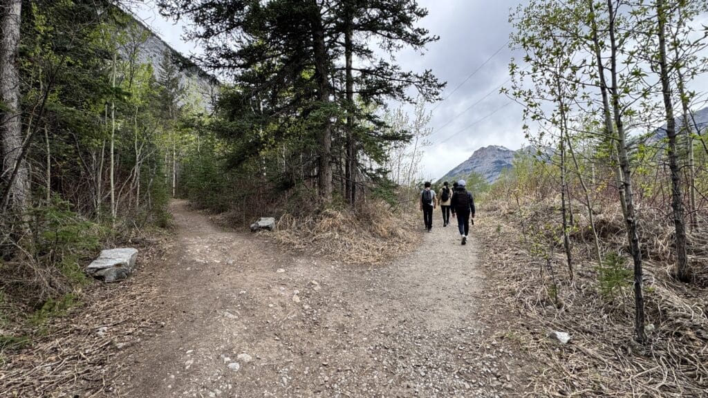 Hikers on a gravel trail to Heart Creek Bunker trail in Kananaskis, Alberta split in a forest, leading to a mountain in the distance. Overcast sky, sparse trees with green leaves, peaceful atmosphere.