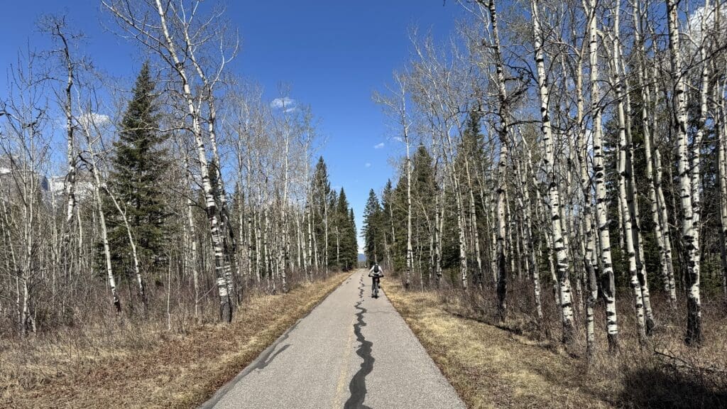 A cyclist rides along a tree-lined path at Legacy Trail in Banff National Park surrounded by bare birches and evergreens under a clear blue sky