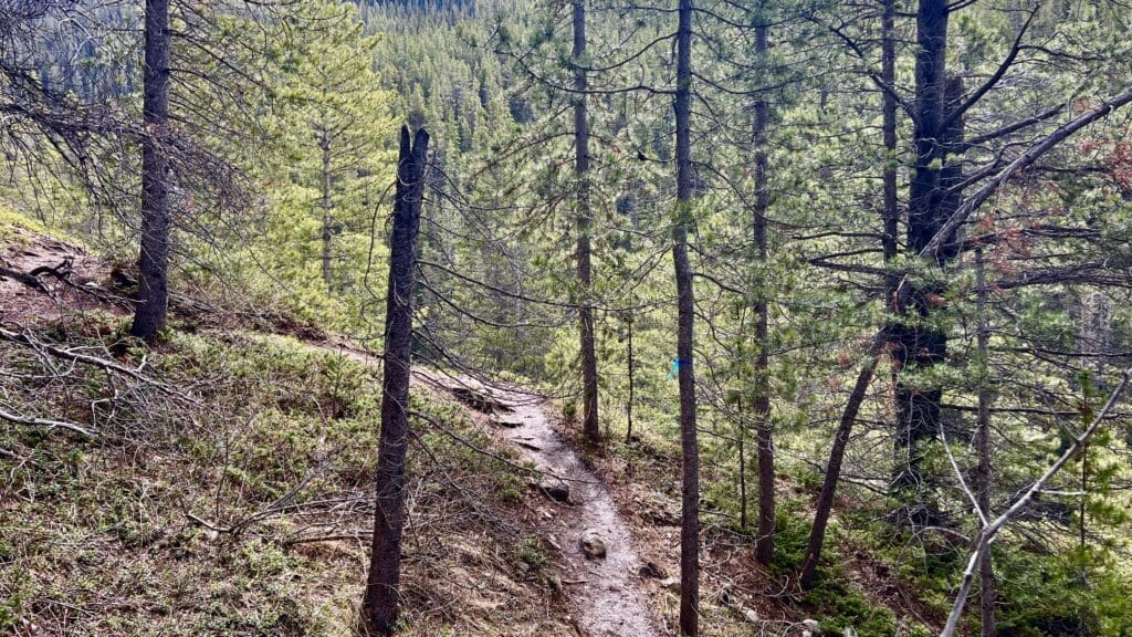 Narrow dirt section of West Wind Pass trail in Kananaskis, Alberta with blue trail tape winds through dense pine forest, with scattered branches and greenery. Sunlight filters through, casting serene, dappled light.