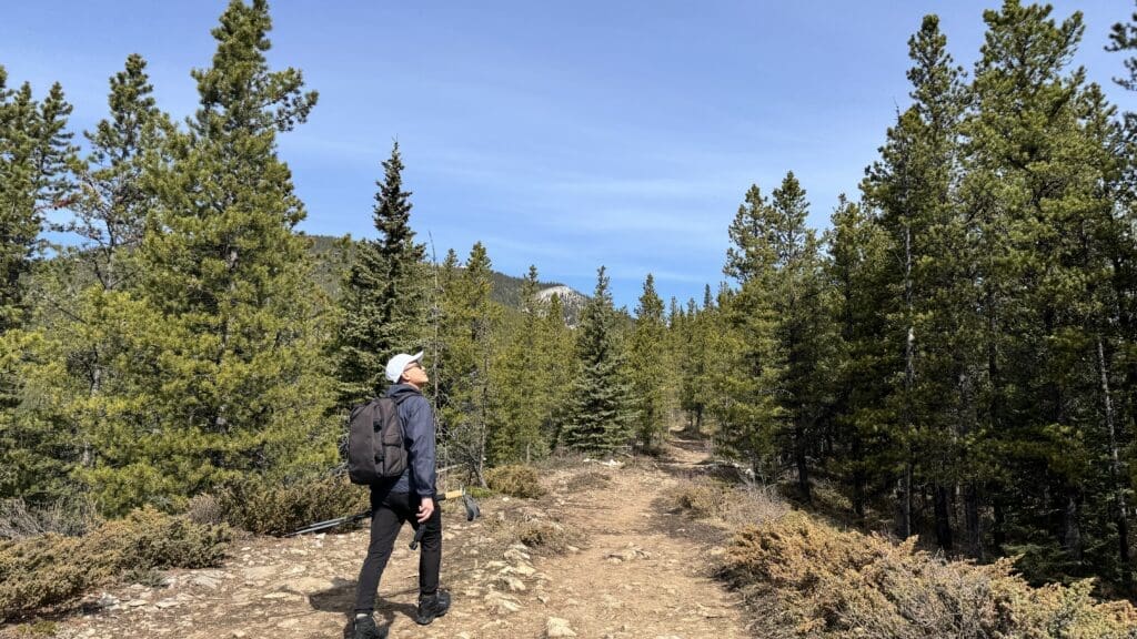 Hiker walking through a flat forested section of Prairie Mountain Trail surrounded by dense pine trees under a clear blue sky