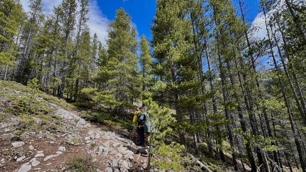 There is a fork in the road. The right downhill trail is the correct way to West Wind Pass. Hiker with a yellow backpack on a rocky forest trail surrounded by tall pine trees under a bright blue sky