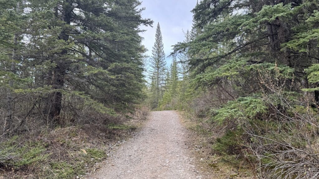 A serene forest path lined with tall, dense green pine trees under a cloudy sky. The earthy Heart Creek Bunker Trail in Canmore, Alberta invites a calm and peaceful walk.