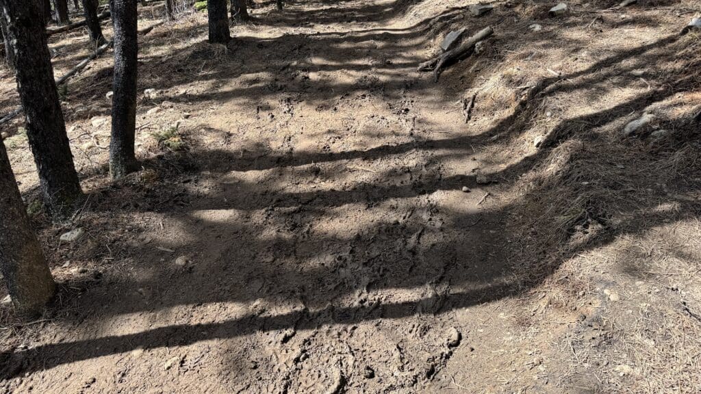 Forest trail with muddy floor and tree shadows along Prairie Mountain trail in Kananaskis in Spring