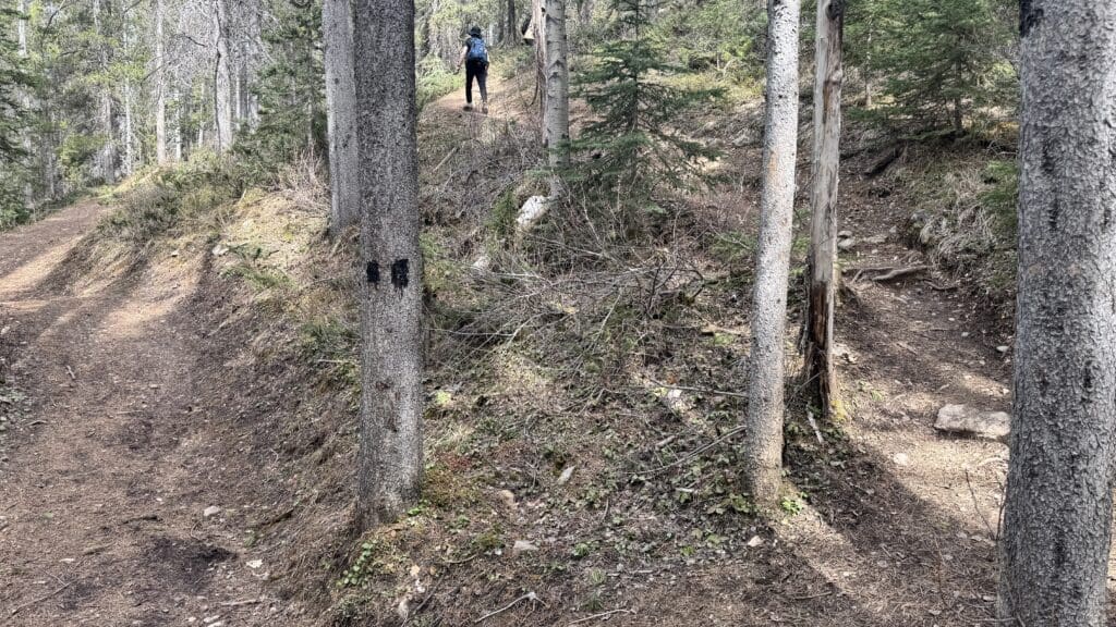 A hiker with a backpack walks up a narrow, dirt forest trail to West Wind Pass in Kananaskis, Alberta. Sunlight filters through tall trees, casting shadows on the lush, green undergrowth.
