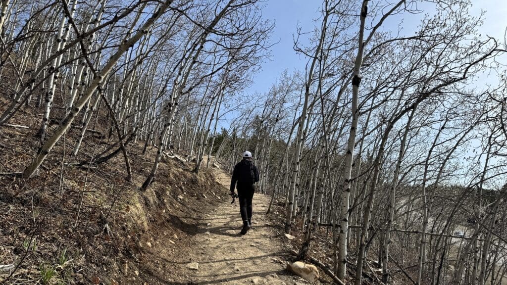 Hiker walking through leafless aspen forest on early section of Prairie Mountain trail in Alberta