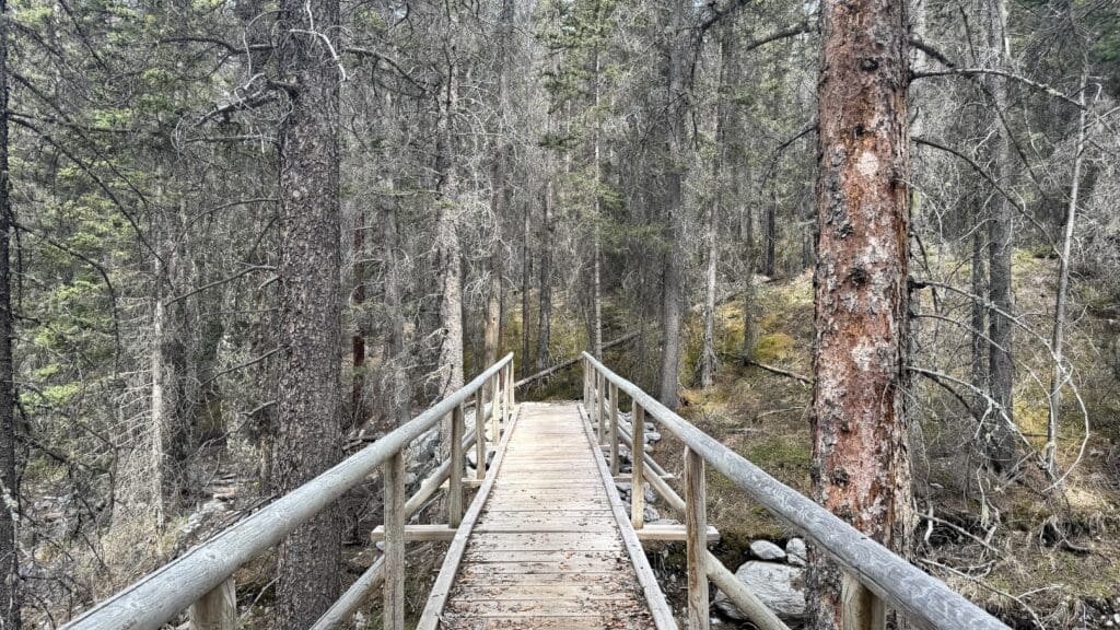 A wooden footbridge on the High Rockies Trail in Kananaskis, Alberta leads into a dense forest of tall, bare trees. The scene feels peaceful and remote, with muted tones and a sense of solitude.
