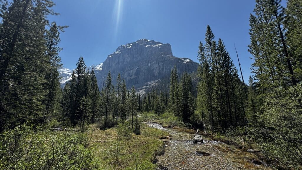 Mountain peak under blue sky, surrounded by a dense forest of tall pine trees. A clear, shallow stream at Stanley Glacier Trail in Kootenay National Park, BC flows through the lush greenery below.