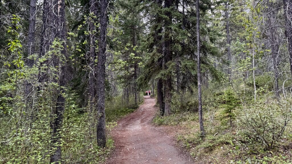 A narrow dirt path of Grassi Lakes Trail in Kananaskis, Alberta winds through a dense forest with tall, green trees. In the distance, two people in pink jackets are walking.