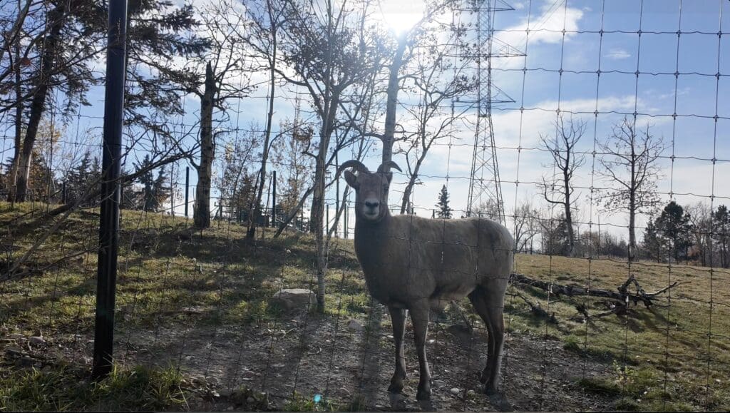 A bighorn sheep at Calgary Zoo in Calgary, Alberta stands in an enclosure, backlit by the sun. Bare trees and a clear blue sky create a serene and natural atmosphere.
