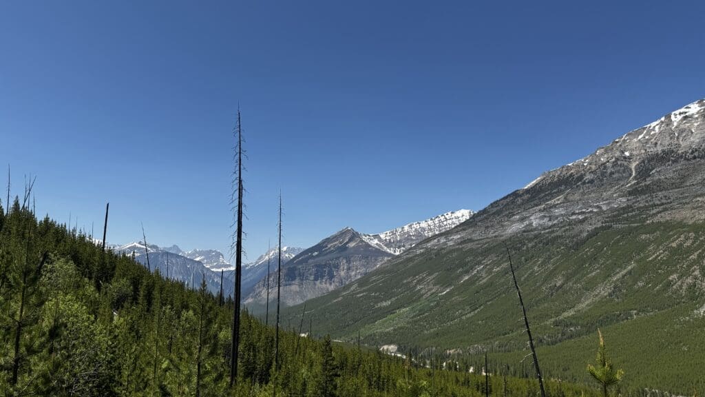 Majestic mountain landscape with snow-capped peaks under a clear blue sky. Dense green forest covers the foreground, with some tall burnt trees along the Stanley Glacier Trail in Kootenay National Park, BC.