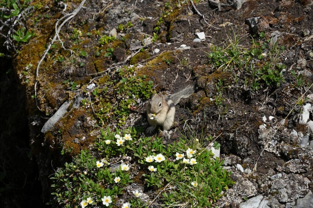 A small chipmunk nibbles a flower at Marble Canyon in Kootenay National Park, BC on a mossy, rocky ground scattered with white blossoms and green plants, conveying a peaceful, natural setting.