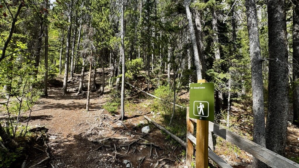 Forest hiking trail with tall trees and dappled sunlight. A green sign with a hiker icon points left towards Grassi Lakes in Kananaskis, Alberta, creating an inviting atmosphere.