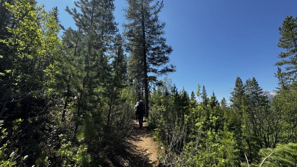 A person wearing hiking gear walks along the forested Stanley Glacier Trail in Kootenay National Park, BC under a clear blue sky. Tall trees surround the path, creating a serene and peaceful atmosphere.