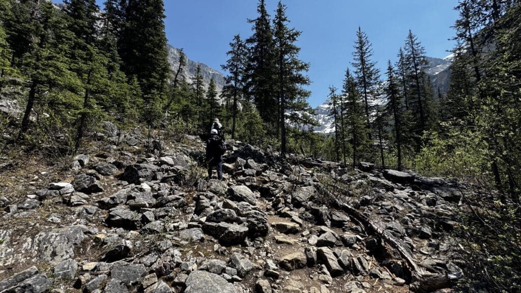 A hiker with a backpack traverses a rocky forest Stanley Glacier Trail in Kootenay National Park, BC under a clear blue sky. Tall pine trees surround the path, with snow-capped mountains visible in the background.