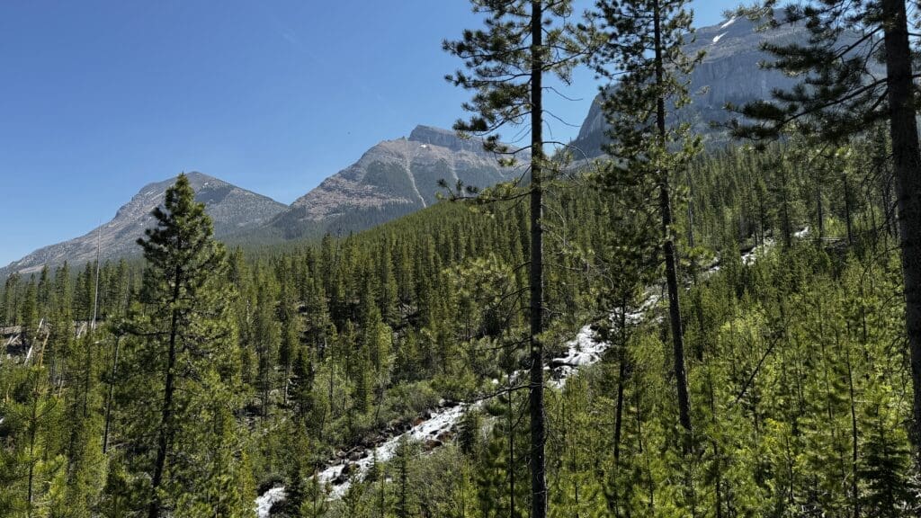 Mountain landscape with lush green pine trees, a cascading waterfall, and towering peaks under a clear blue sky along the Stanley Glacier Trail in Kootenay National Park, BC.