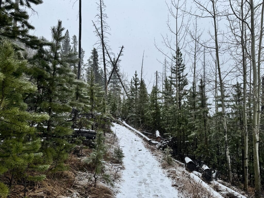 Snow-dusted forest Lake Minnewanka Trail in Banff National Park, Alberta bordered by evergreen and leafless trees, evoking a tranquil, wintry atmosphere. Logs are visible along the path.