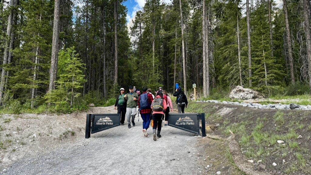 A group of hikers walks on a dirt path of Grassi Lakes Trail through a forest in Alberta Parks. Tall pine trees surround the trail.