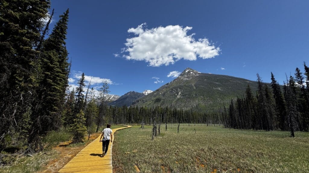 A person walks on a boardwalk along the Paint Pots Trail in Kootenay National Park, BC through a grassy field, bordered by tall pine trees. Majestic snow-capped mountains and fluffy clouds fill the background.