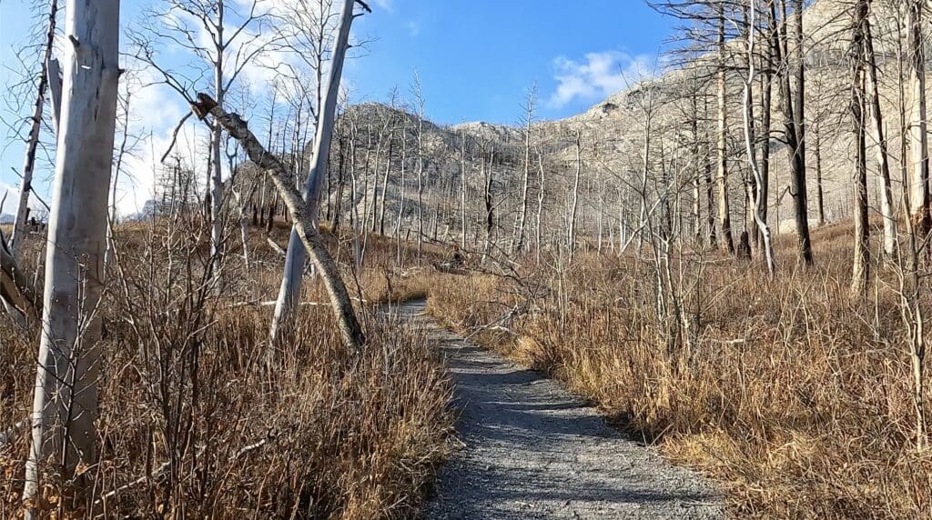 Bear's Hump Trail in Waterton Lakes National Park, Alberta winds through a landscape of charred, leafless trees under a bright blue sky, conveying a sense of quiet desolation and renewal.