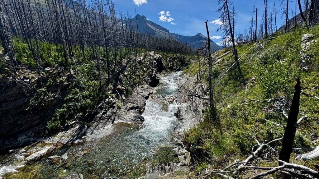 Rocky mountain stream in Blakiston Falls in Waterton Lakes National Park, Alberta with clear blue water flowing through a valley of charred, leafless trees and green undergrowth. Blue sky above and steep peaks afar.