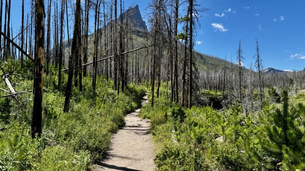 Blakiston Falls Trail in Waterton Lakes National Park, Alberta winds through a forest of tall, bare trees and lush greenery, leading to a distant mountain peak under a clear blue sky, evoking tranquility.