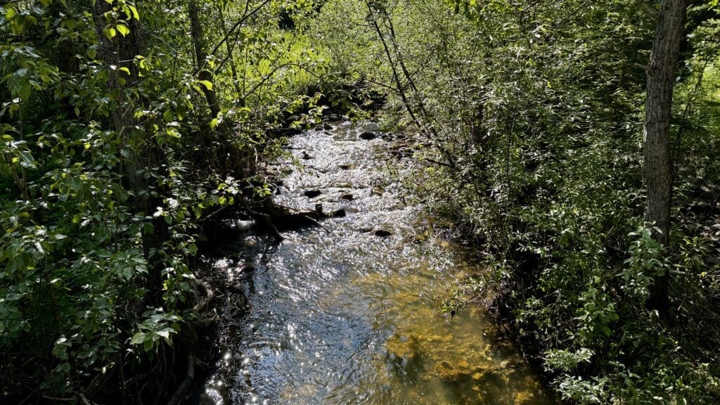 Sunlit stream flows through lush green forest in Fullerton Loop in Kananaskis, Alberta, sparkling water reflecting light. Surrounded by dense trees and foliage, creating a serene atmosphere.