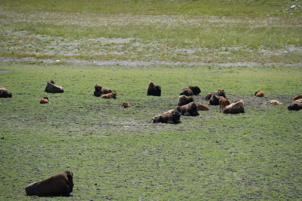 A group of bison and calves rest on a sprawling green field at Bison Paddock in Waterton Lakes National Park, Alberta. The scene conveys tranquility in the natural landscape.