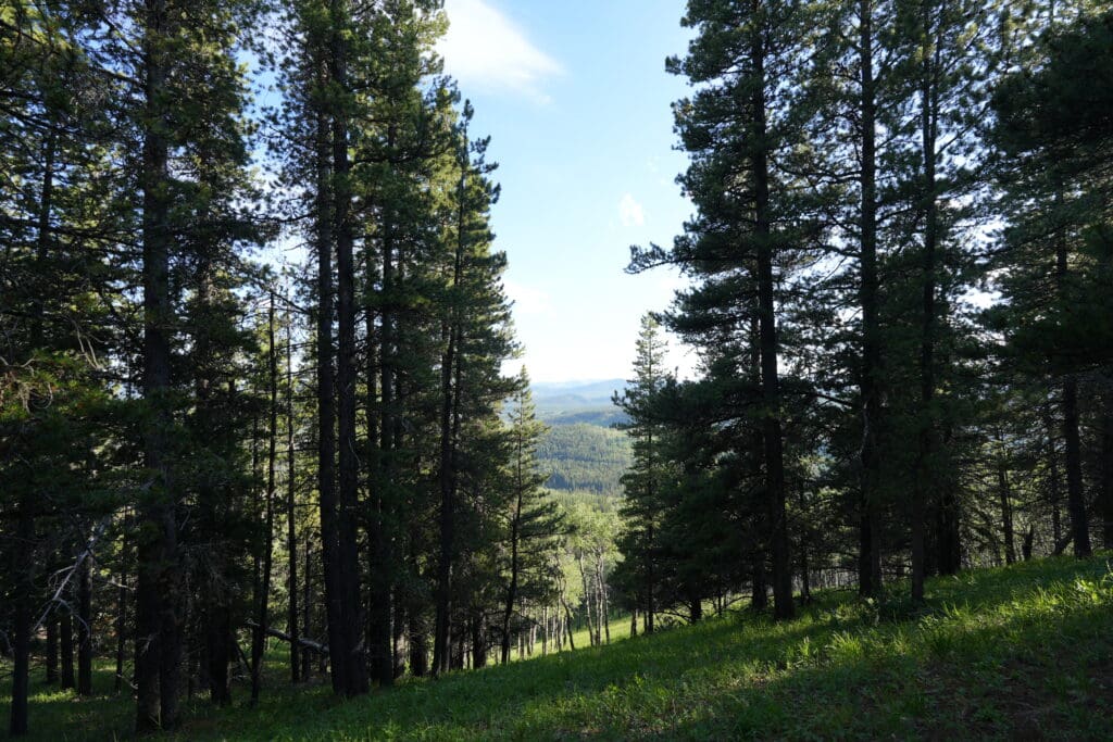 Forest view from Fullerton Loop in Kananaskis, Alberta with tall pine trees scattered on a grassy slope. The background reveals a distant, sunlit landscape under a clear blue sky.