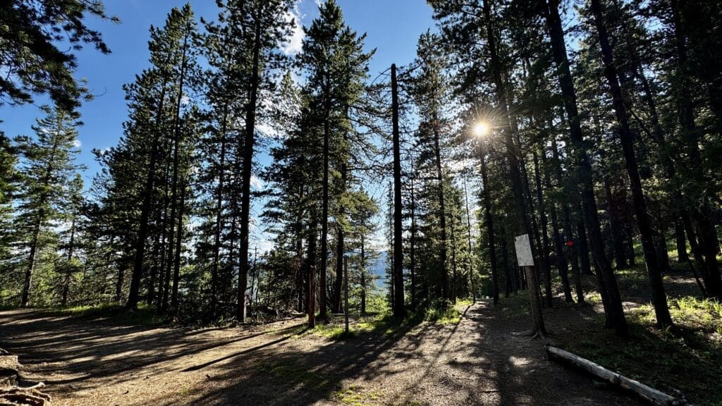 Sunlight filters through tall pine trees in a forest in Fullerton Loop in Kananaskis, Alberta, casting long shadows on the dirt path. The scene is serene and invites exploration.